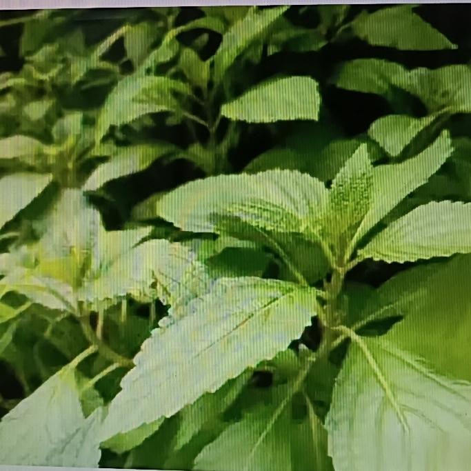 苦味如浓苦淡清甘草，这话真有道理。甘草虽被称为“调和大师”，自带天然甜味，可它也