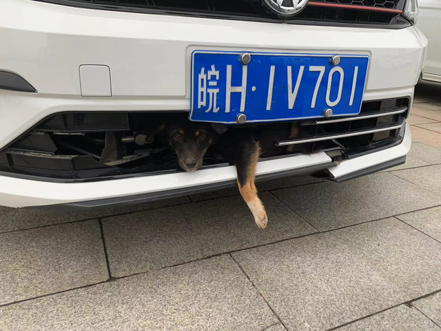 狗子我俩真有缘上班途中，跟半路突然跳出来的黑狗子直接对撞上了，不偏不倚正好卡中