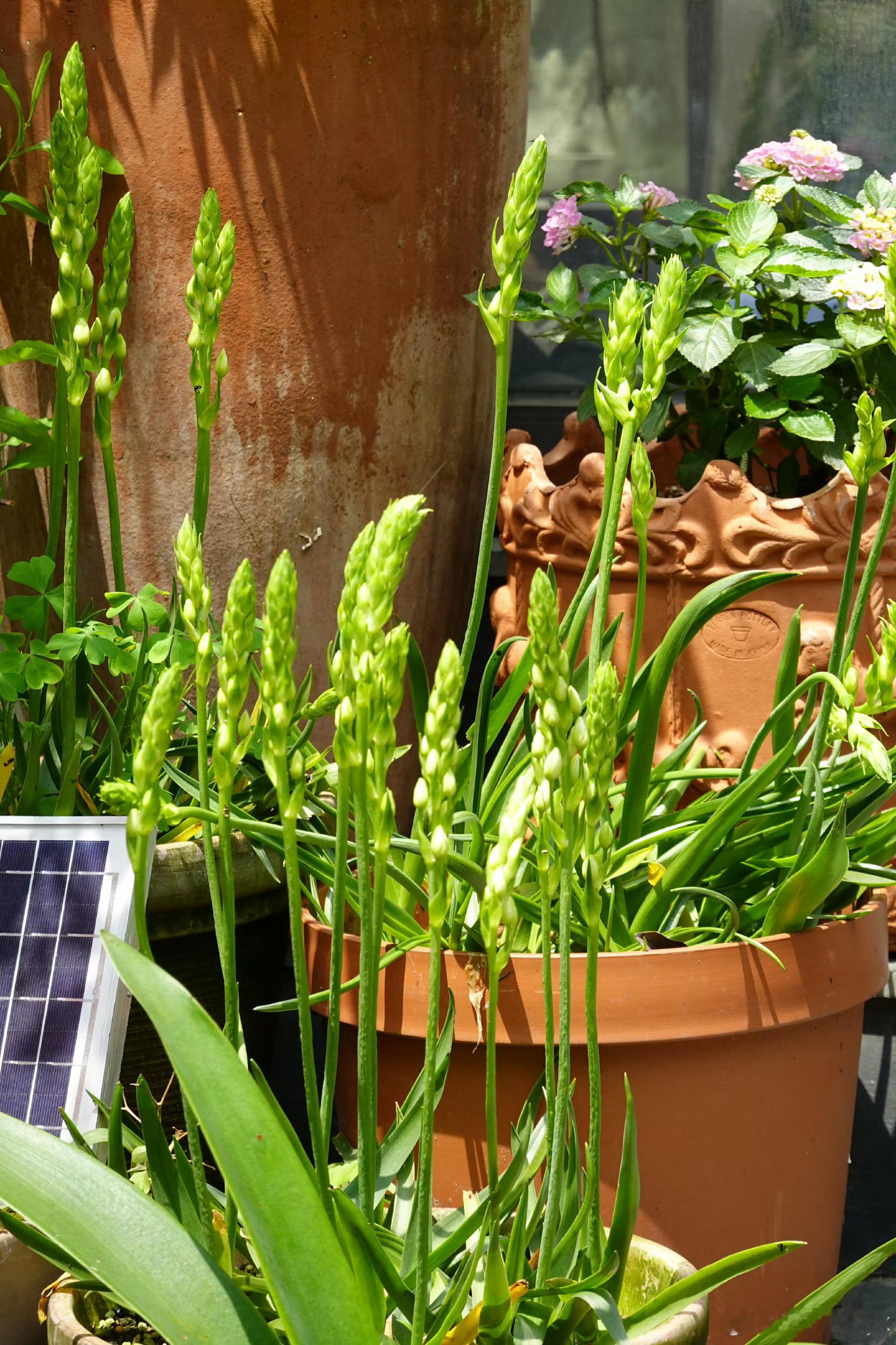 【想在李云霄的花园里放空】的花花也太好看了吧！感觉很适合在这里放空发呆一会儿～