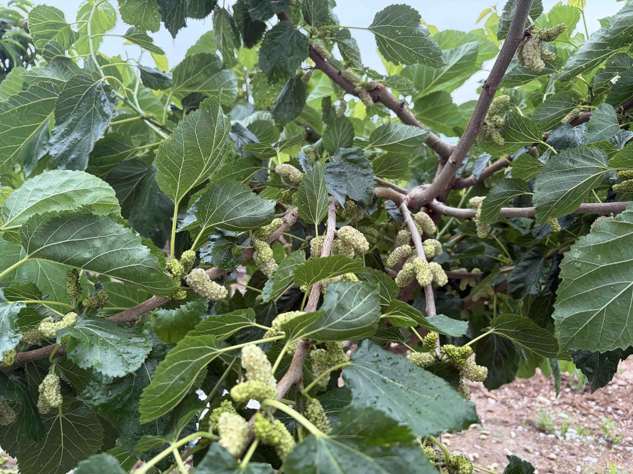 种上果树未必就能吃到果子，即便有果子，也未必好吃。白桑葚是我钟爱