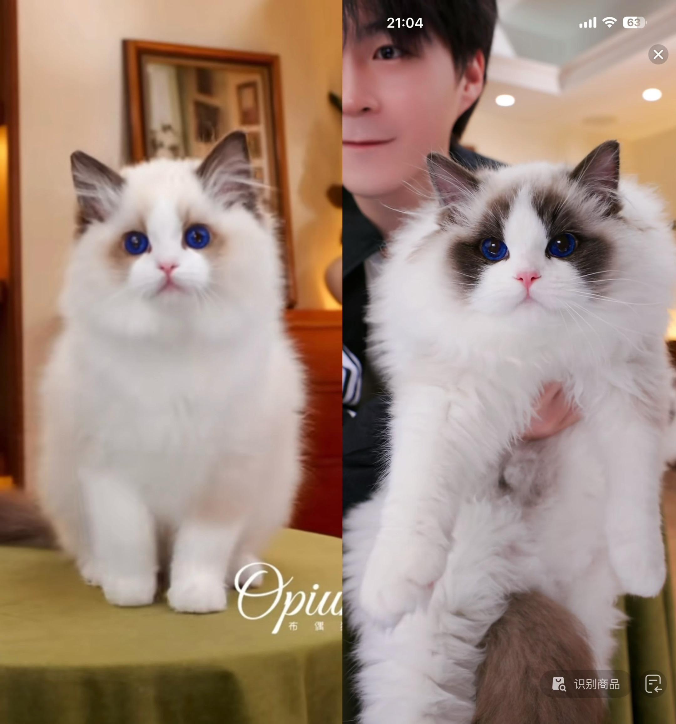 【OPM布偶猫舍】70天的斯斯弟🆚4个月的斯斯弟 斯斯弟愈发亮眼！！...