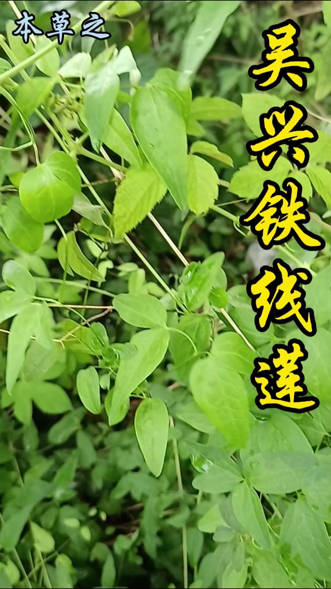 吴兴铁线莲也叫金剪刀、铜脚威灵仙，是毛茛科铁线莲属的草质藤本植物。全球铁线莲属约
