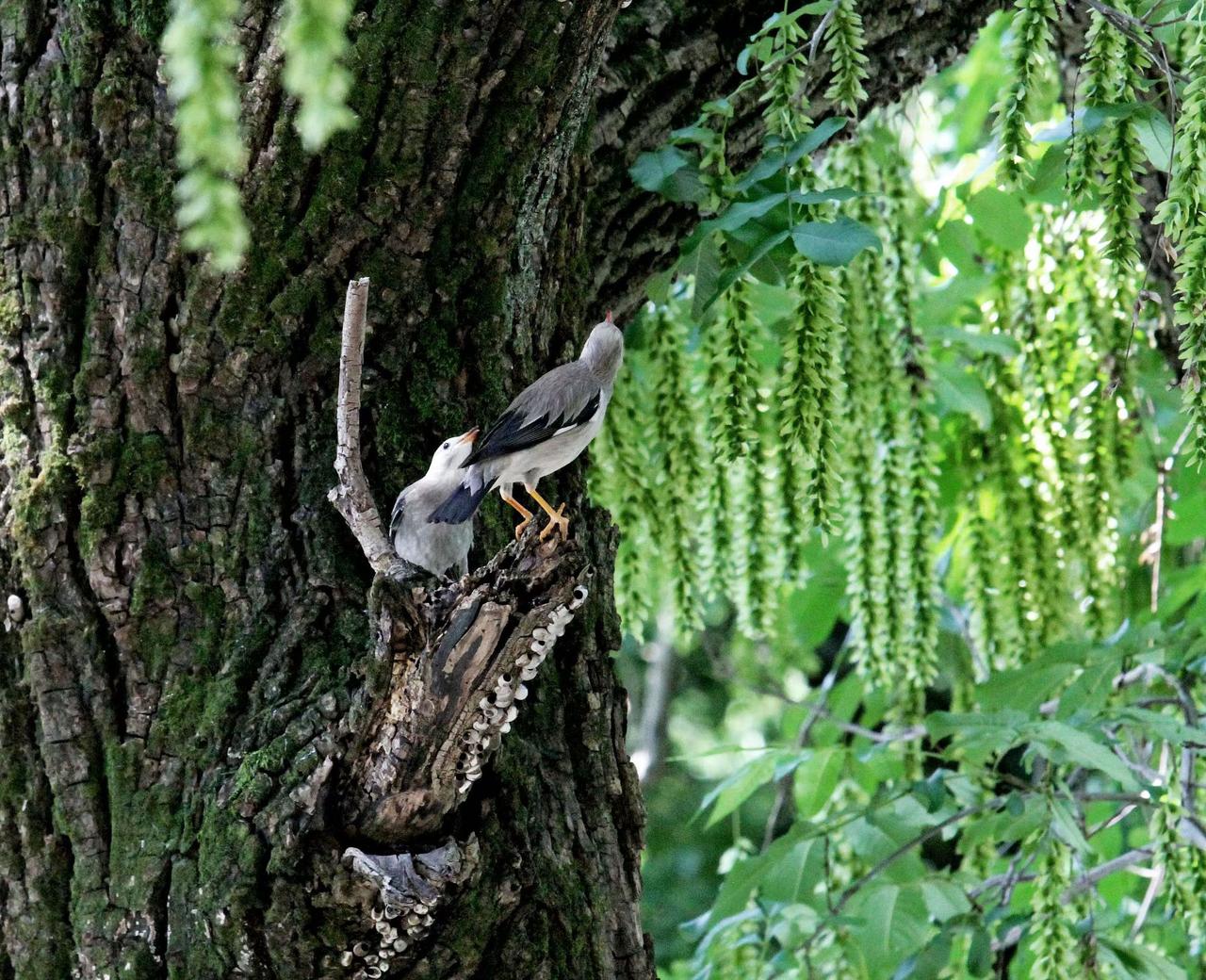 （原创）初夏邂逅芒种鸟🐦欢……
