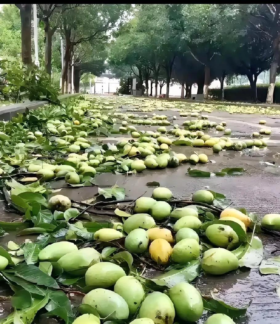 南方的朋友，能不能告诉我：南方的绿化带里真的种的都是芒果、香蕉、荔枝、菠萝蜜啥的