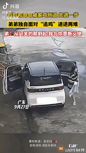 这事有点逗。妈妈反应是真快。接俩儿子放学回家，车刚停稳，家里养的大红公鸡