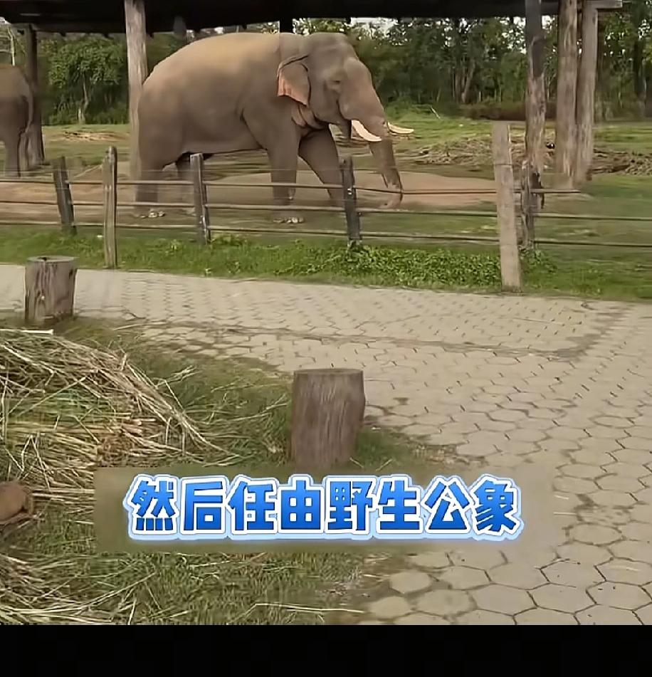 母象被铁链拴着强迫交配，网友问了一句：如果人类生育率低，是不是也要把女人绑起来繁