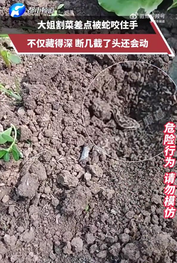 太恐怖了！6月12日报道，安徽，一女子在自家菜地割菜，当她伸手拨开菜叶时，发现一