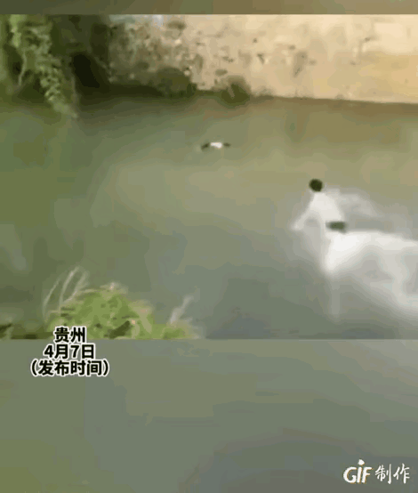 贵州一男子在河边发现一名溺水儿童，他毫不犹豫地跳入水中将孩子救起。然而，孩子被救