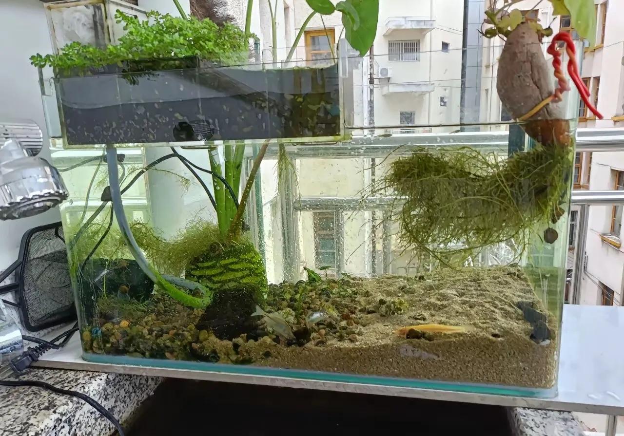 看这位友把鱼缸变成了种菜场，这是妥妥的生态缸！