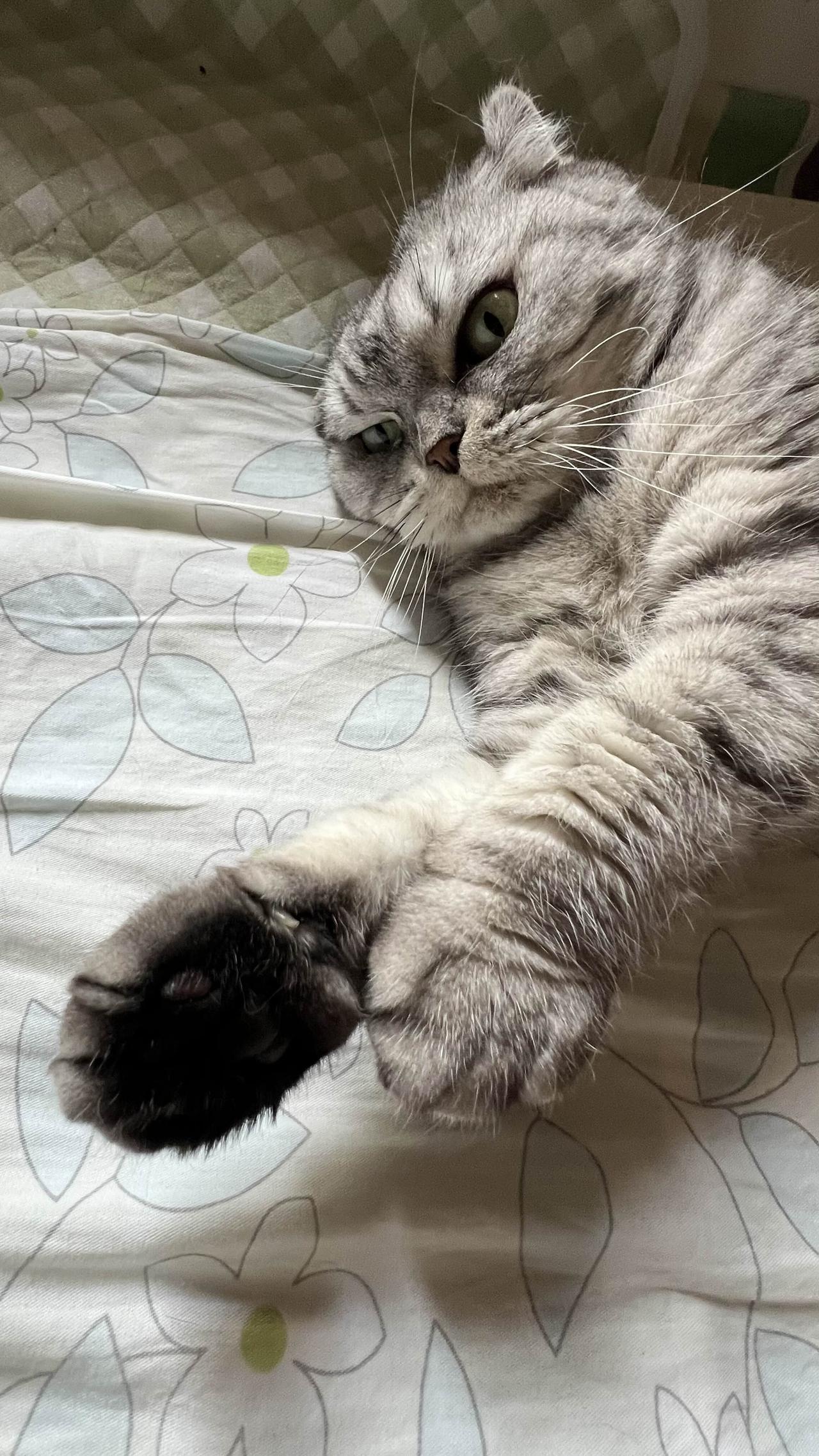 萌宠猫咪，躺姿也很可爱！🌞🐱