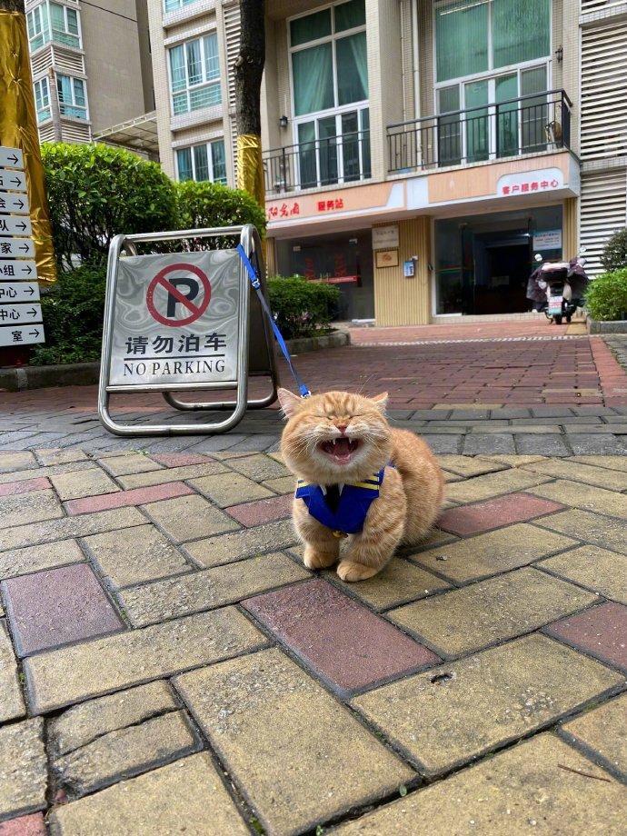 猫猫保安第一天上班