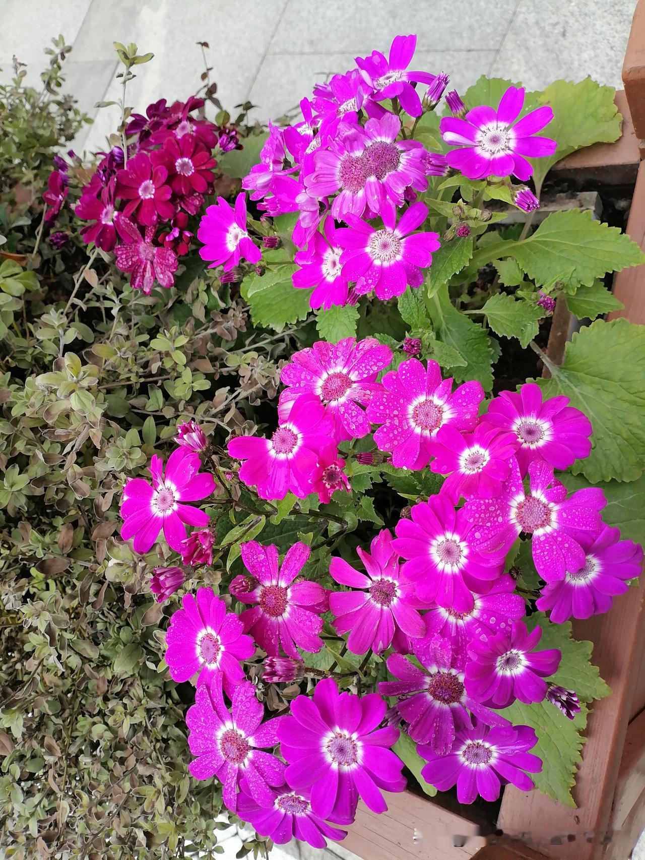 分享一张拍摄的花