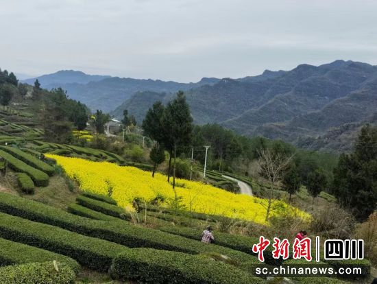 巴中通江春茶开采 抢抓“<em>明前茶</em>”市场