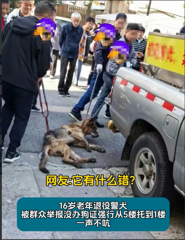 某地16岁退役老警犬“小勇”（化名）被工作人员用钢钳从5楼拖拽到1楼，在这期间它