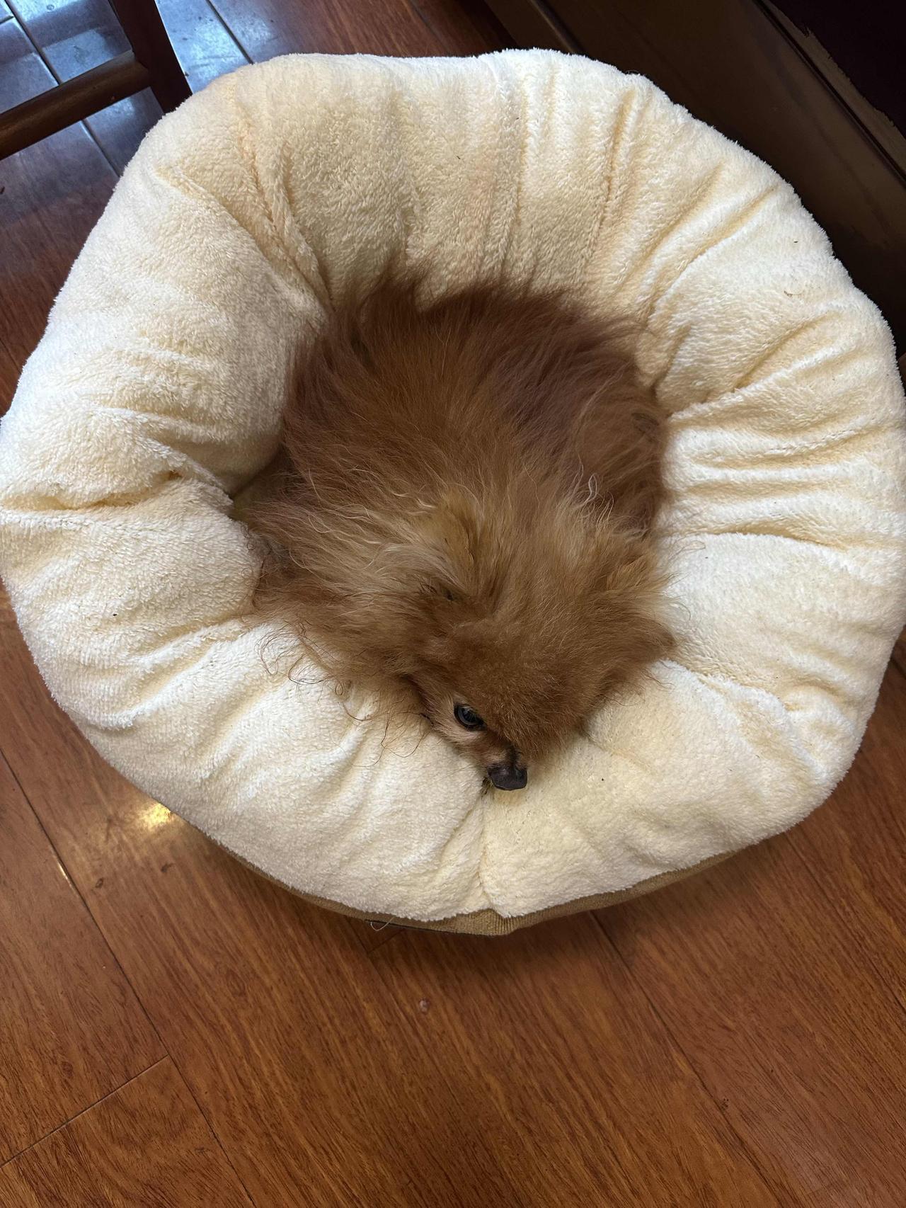 你能分享一张狗或小狗的可爱照片吗