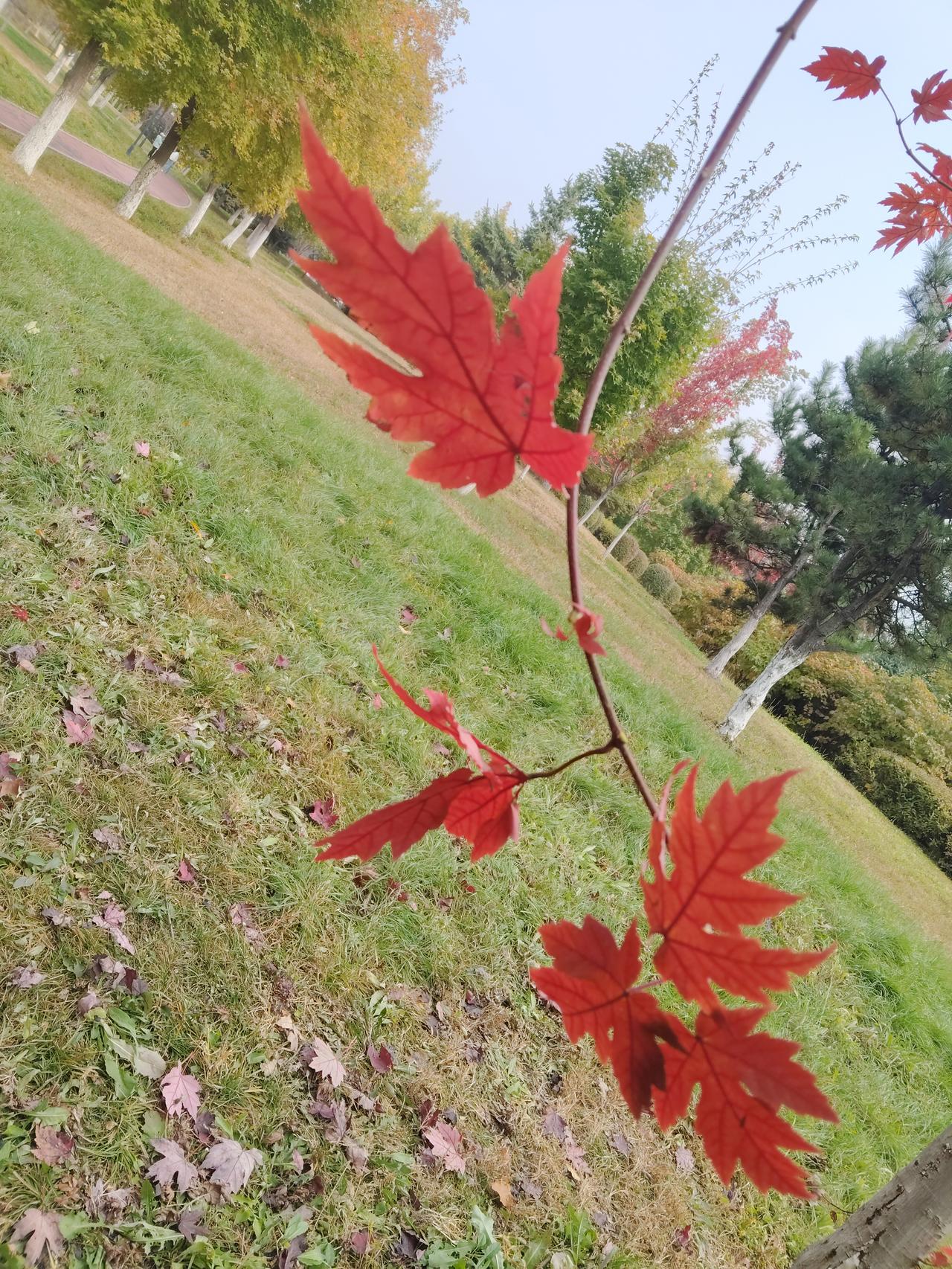 导游威胁游客：“一会到免锐店，你坚决上不了车，我让你回不了中国！”出门在外大