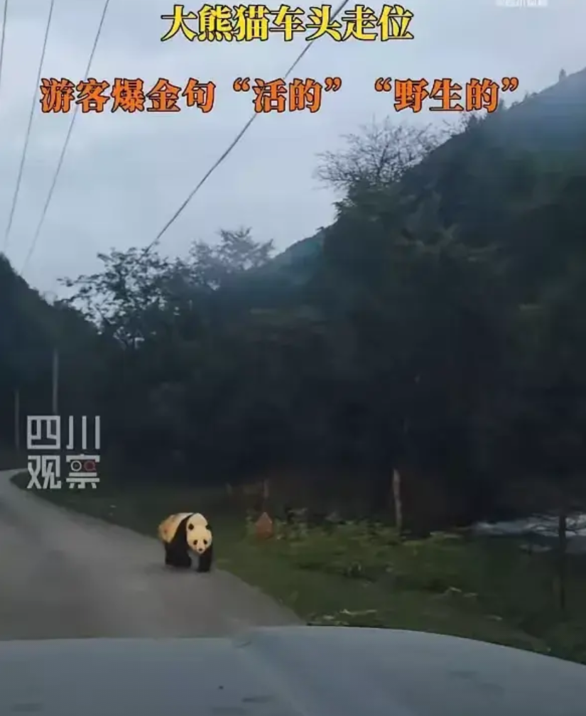 “太惊喜了”四川雅安，近日，有一名男子晚上驾车外出，在经过一条土路的时候，借着微