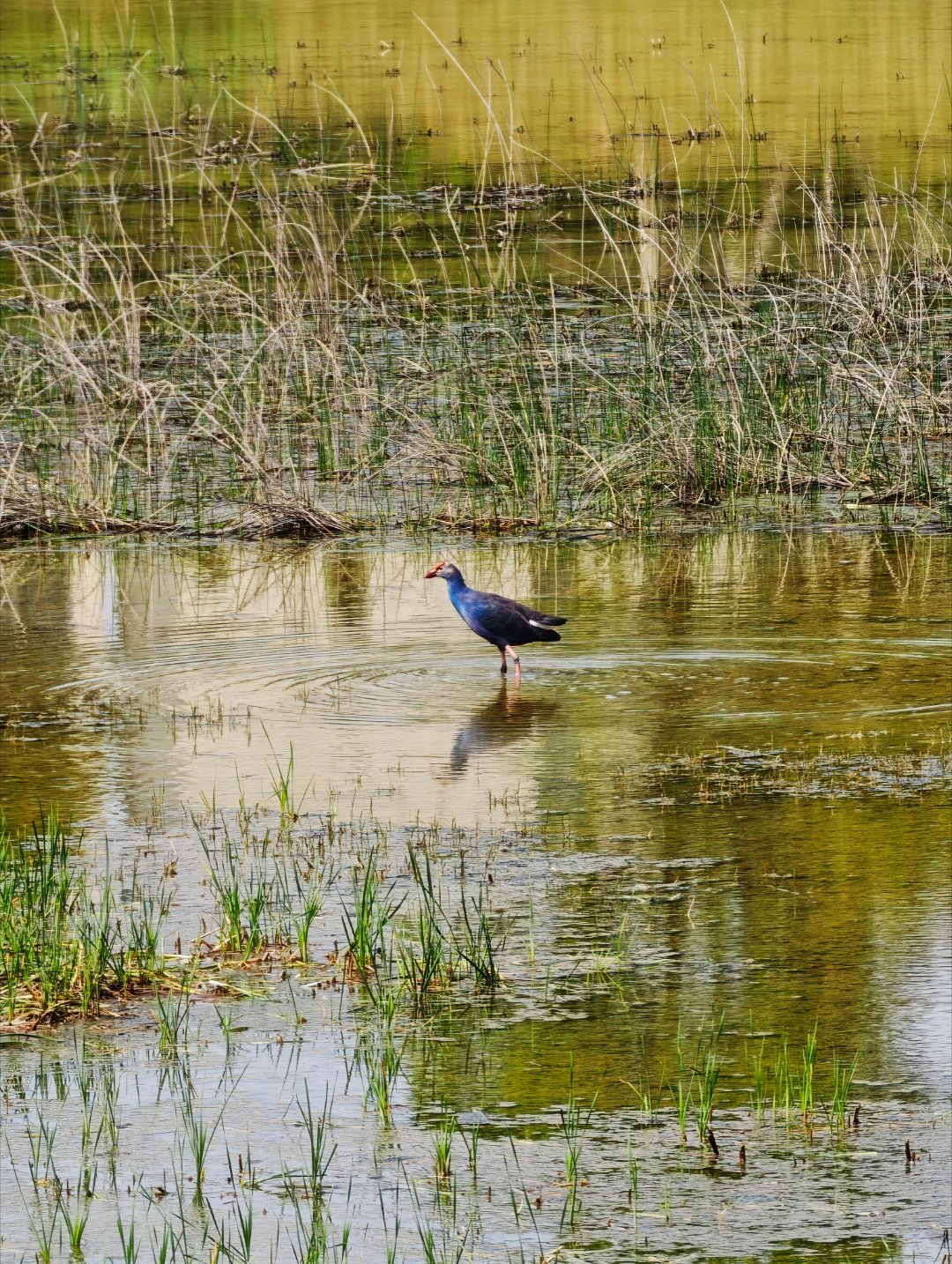 刚路过公园拍了下，这个鸟少见吗？