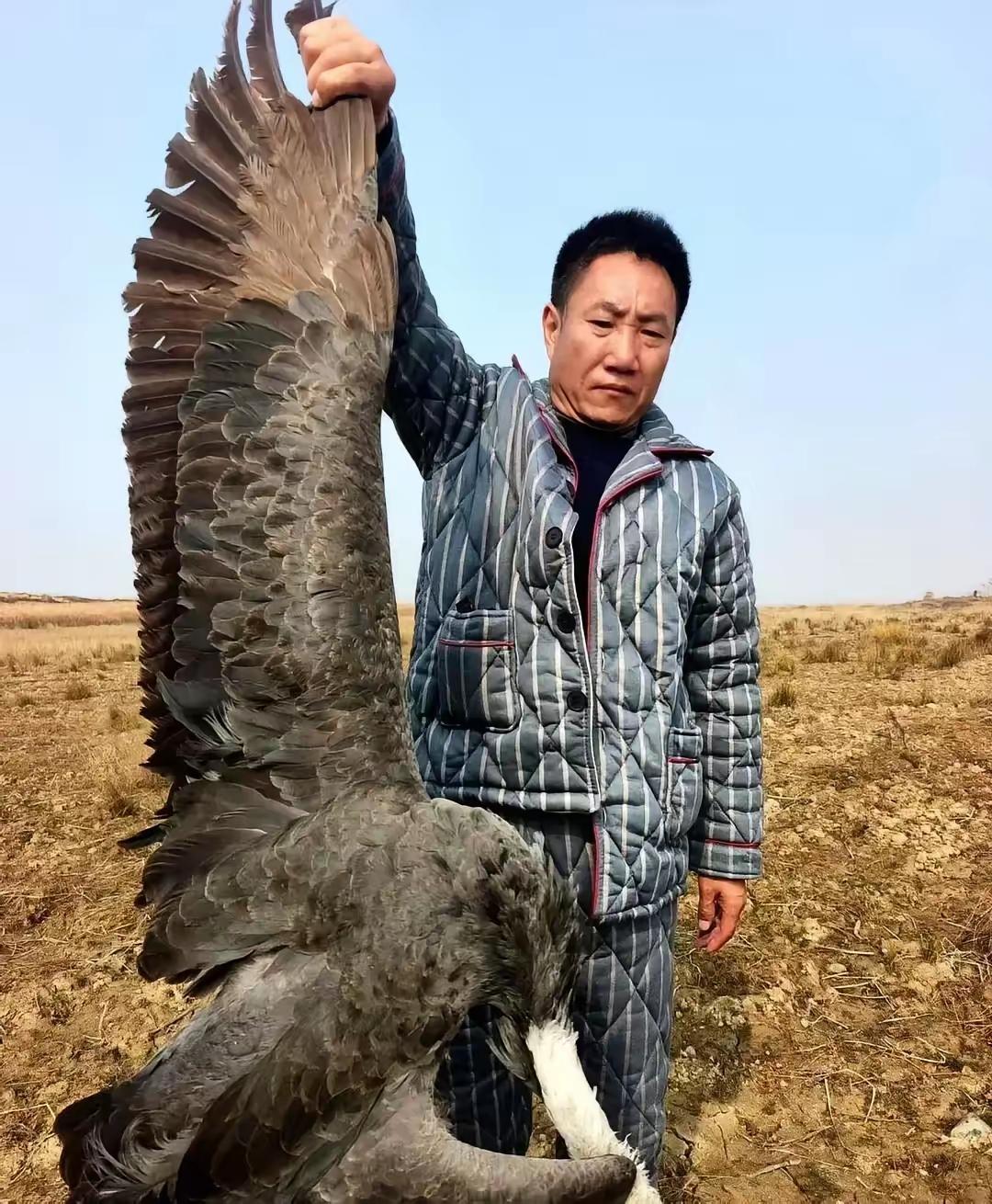 鄱阳湖惊现毒杀候鸟惨案！志愿者在禁猎核心区摸黑巡护时捡到一包白色颗粒，一验