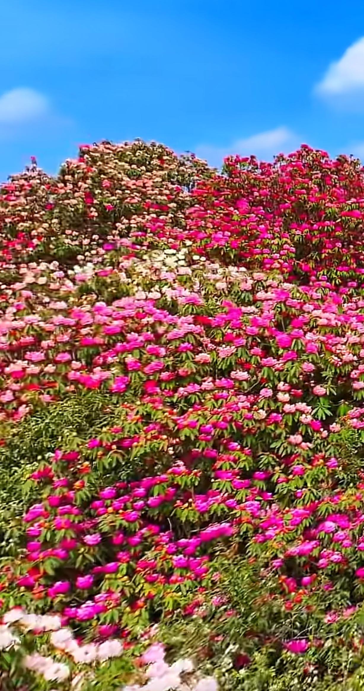 今年春天最想实现的心愿今年春天，别再追那些“网红目标”啦。好多人列春日愿望清单