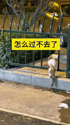 这只小猫咪也太实在、太拎得清了吧！好不容易蹭到一串香喷喷的烤串，眼里心里全是它的