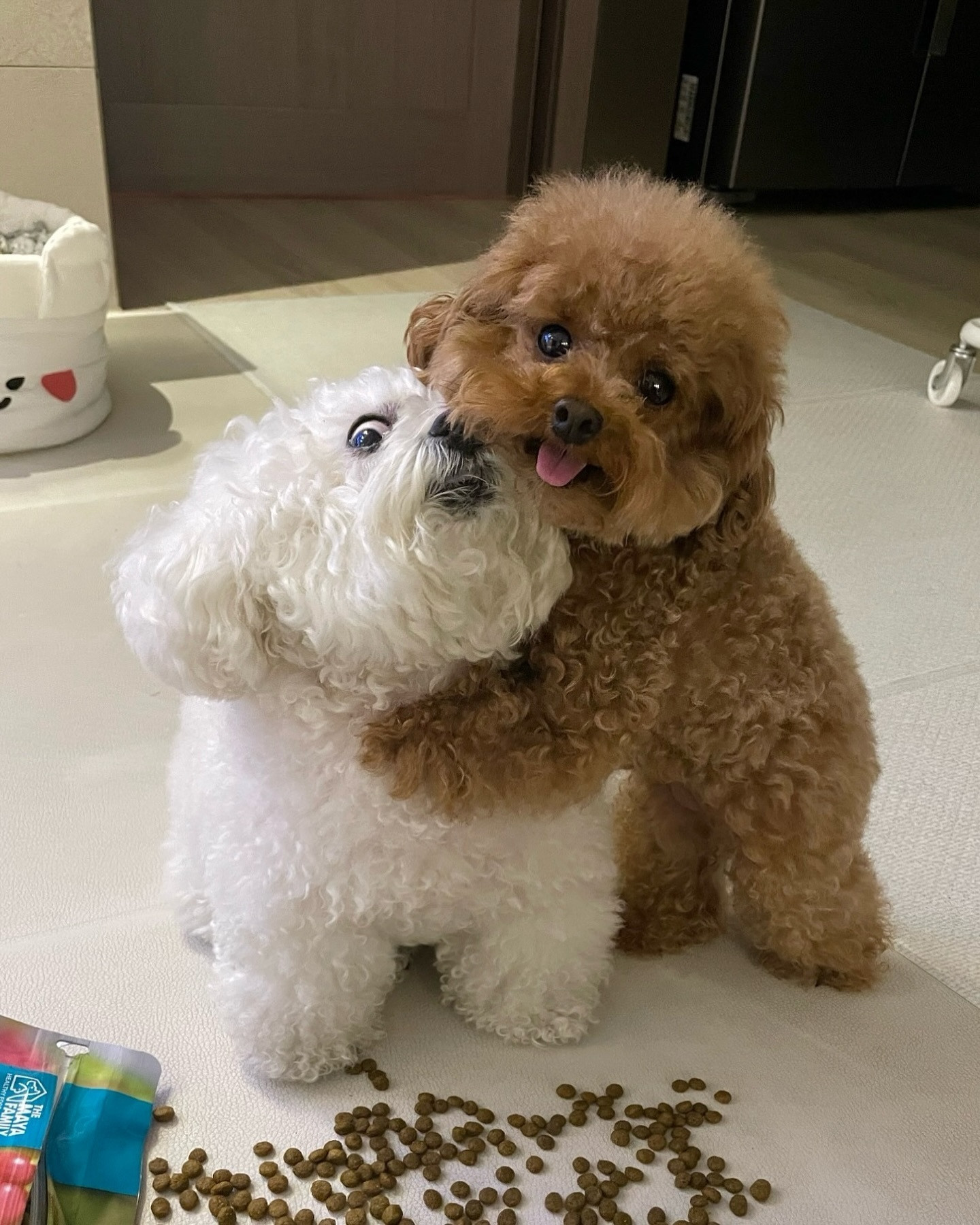 妈妈，狗粮是弟弟打翻的！​​​
