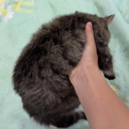 最近江苏南通有件事让爱猫人士揪心——有个男的半个月领养了20多只猫，结果等救助人