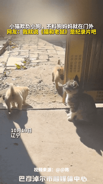 猫咪欺负小狗，不料狗妈妈就在门外，猫妈妈霸气护崽，直接把小猫吓出了表情包！网友：