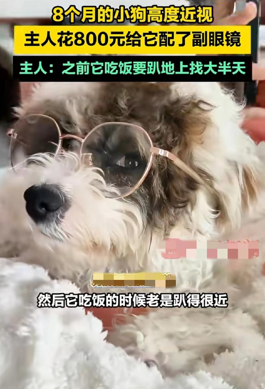 第一次听说狗还会近视，难道是电子产品看多了？这小串串才8个月就高度近视，主