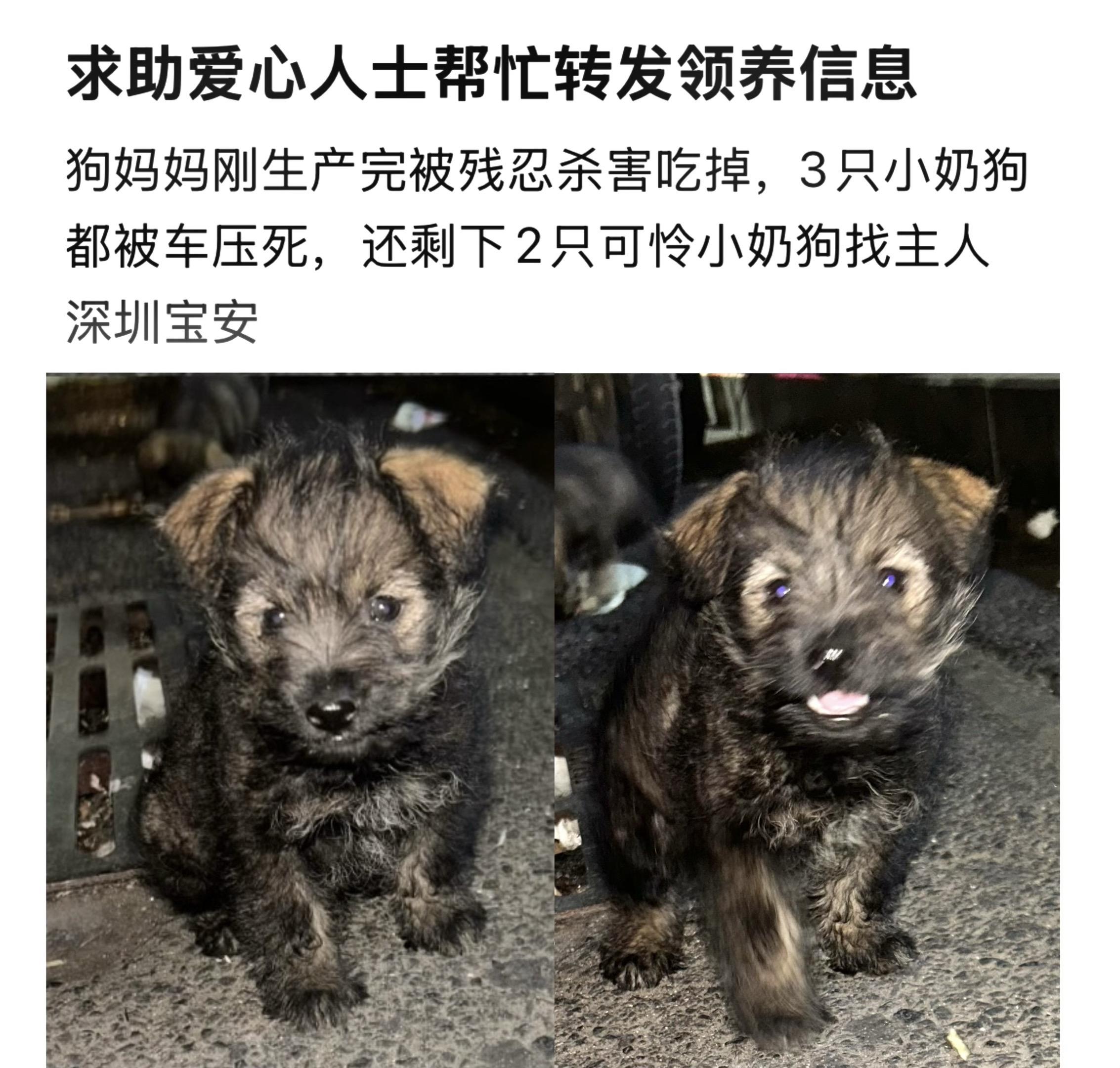 深圳无偿领养～小狼王格林。狗妈妈被人渣吃掉了，本来 6 只小狗崽被人渣...