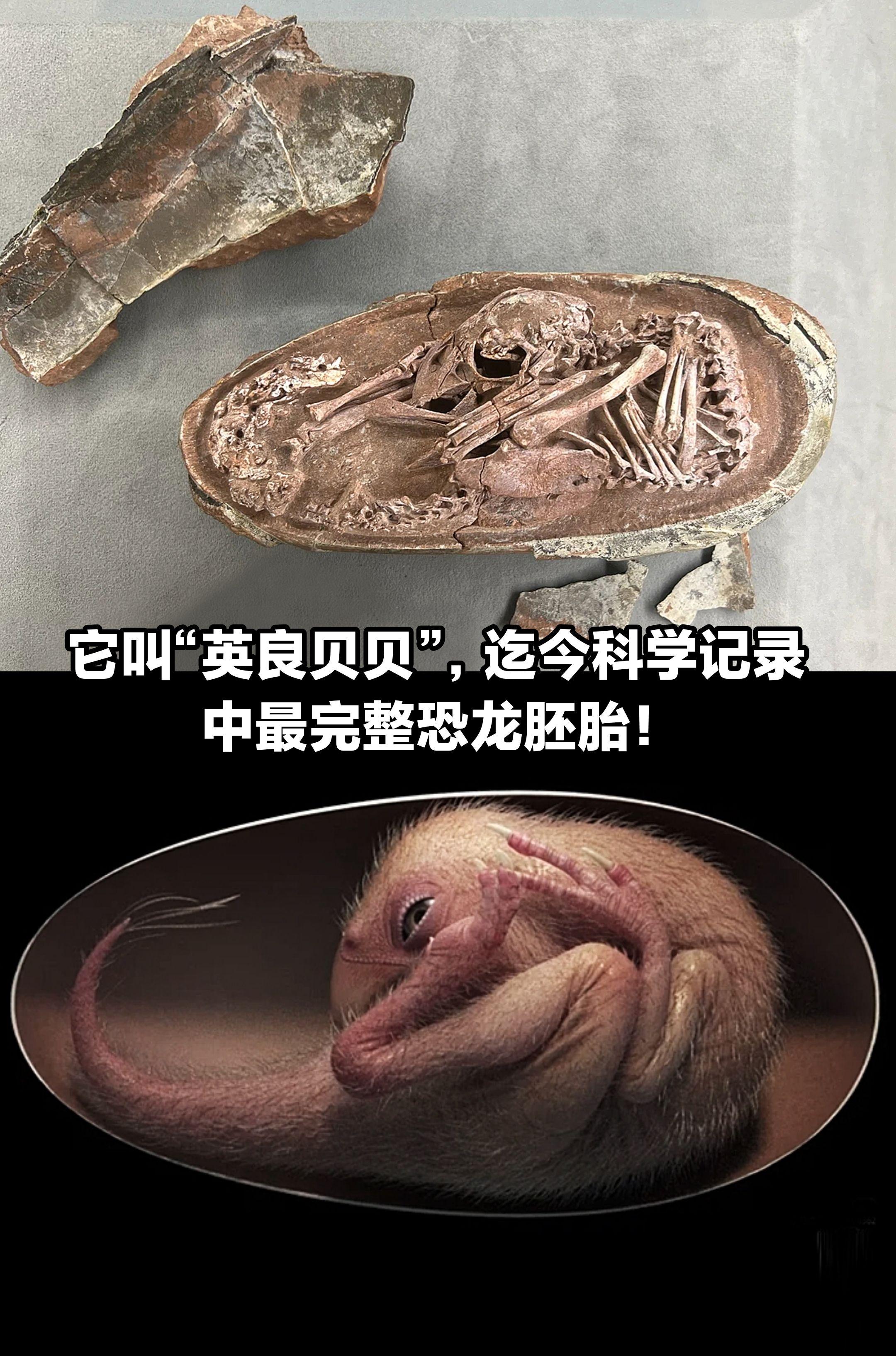 它叫“英良贝贝”，最完整的恐龙胚胎化石。
