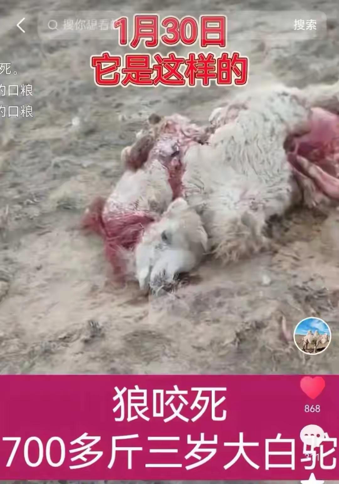 有内蒙古包头的牧民日前发视频反映，自家最近又有一只700多斤的3岁大白驼被狼咬死