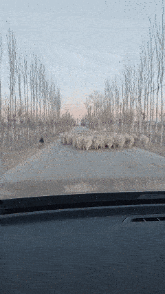 万物皆有灵！近日宁夏，货车司机在拉货的过程中经过一段村路，本想着快速通过，结果被