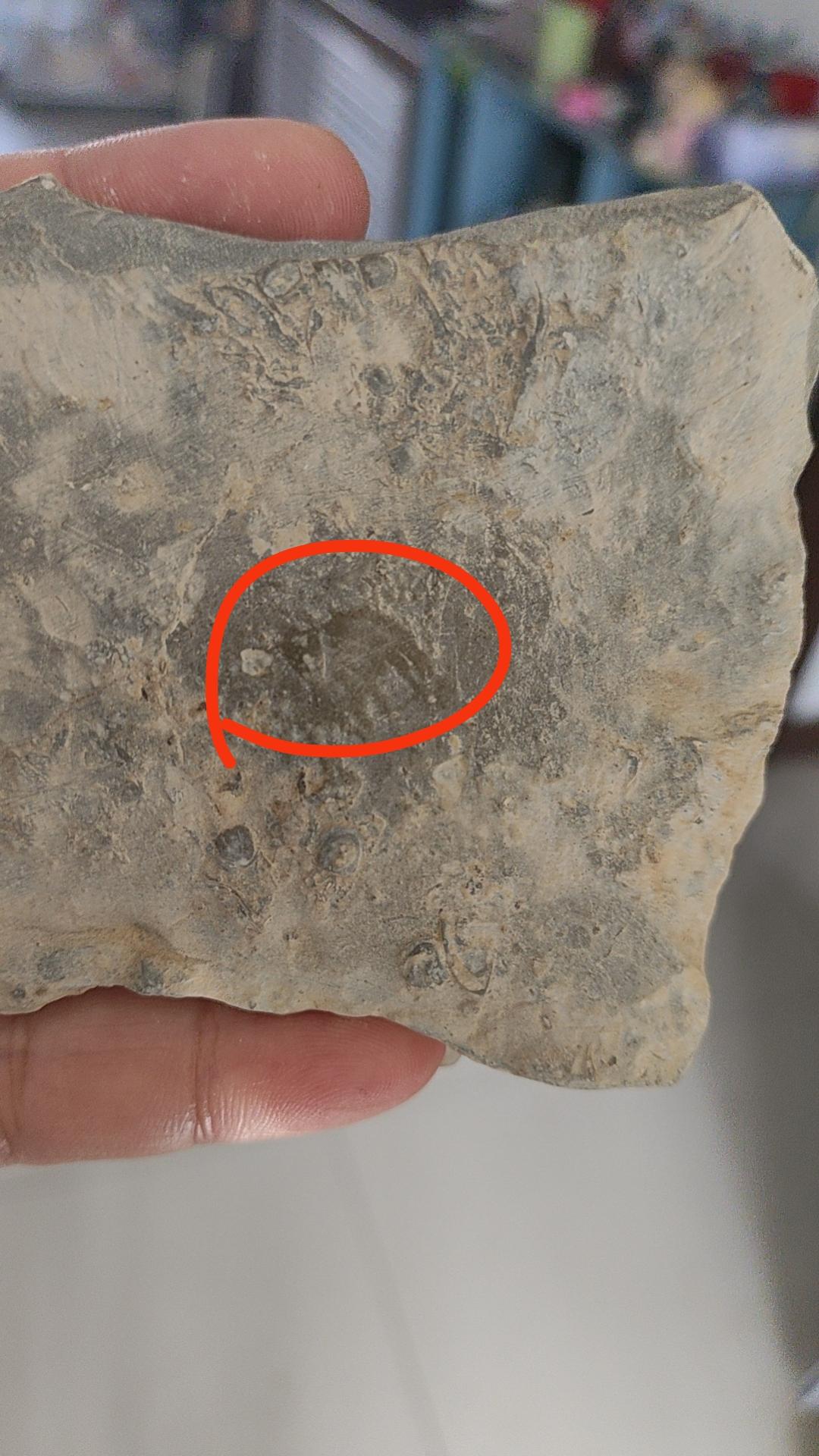 山东淄博沂源春节假期去爬鲁山，无意中来到了这，捡了一块小化石