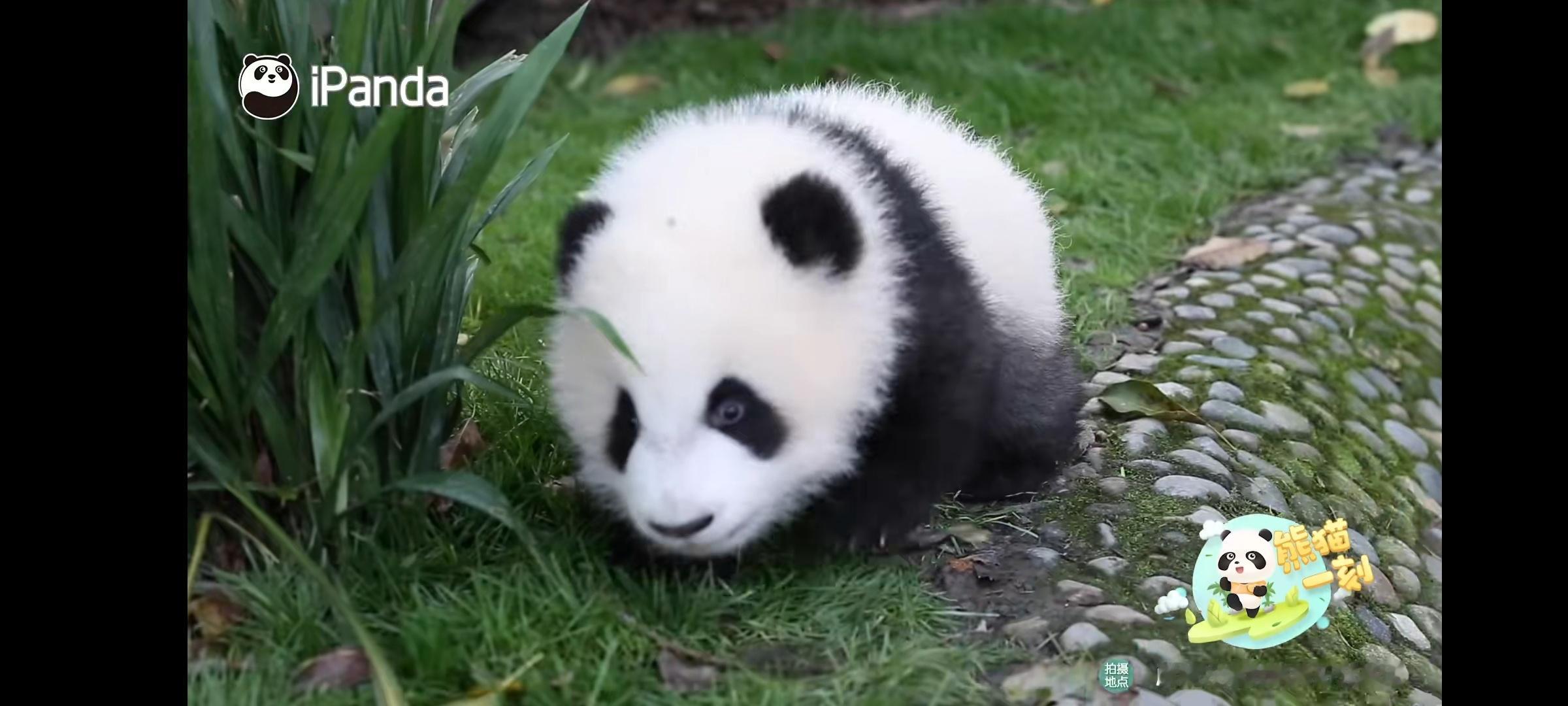 被熊猫宝宝追着走的感觉好爽圆咕隆咚，软软糯糯，蠢萌蠢萌的，太可爱了！！！