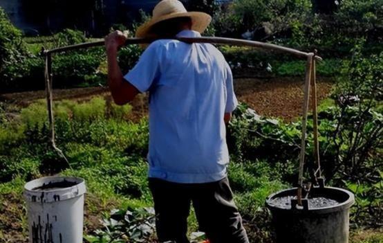 “粪水浇菜”不能吃？中科院的院士曾毅在接受采访时表示，粪水浇灌的蔬菜会对身体造成