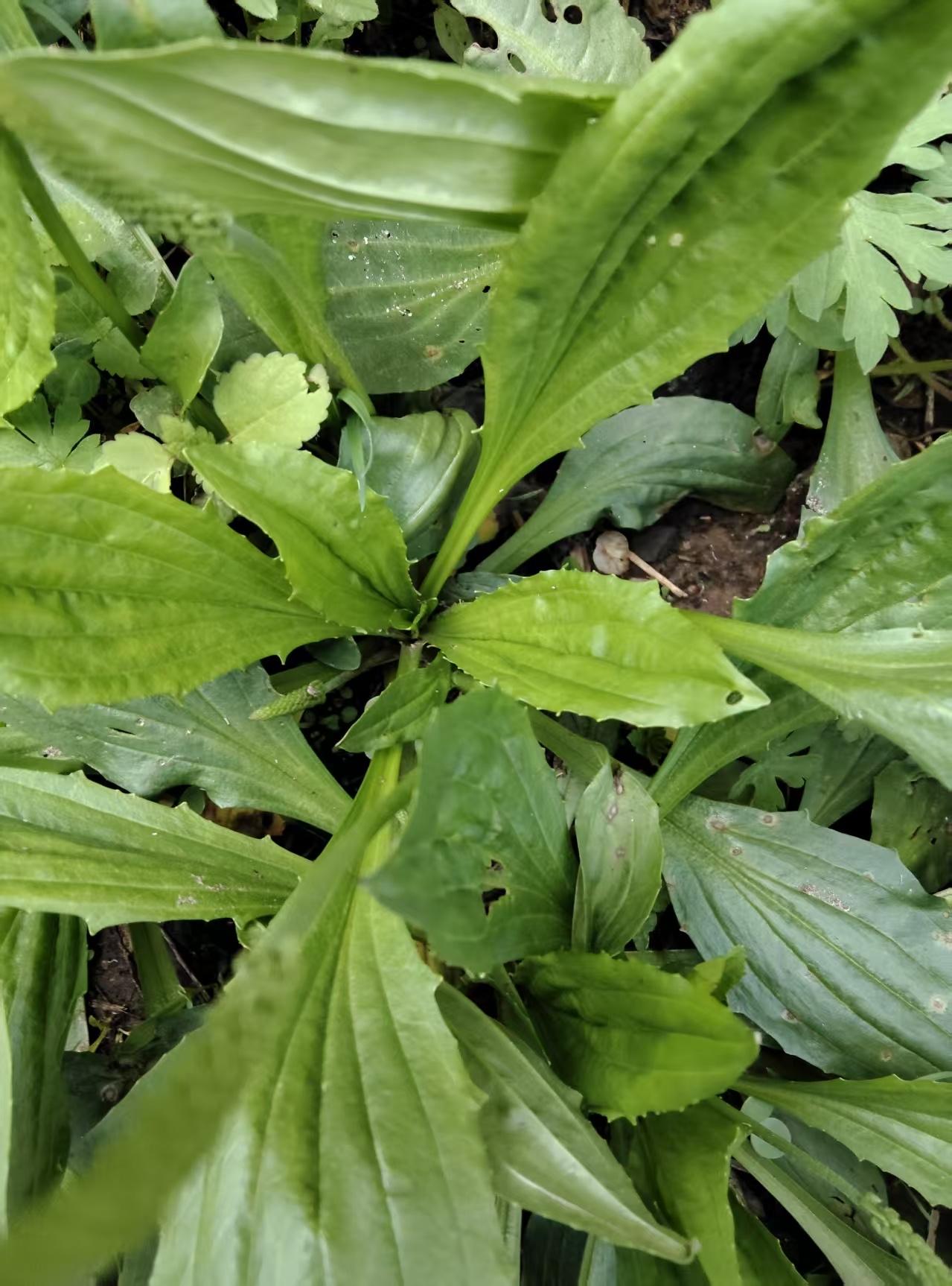 最高级的养生，就俩字，不是吃，不是动养生养到最后，你会发现，药补食补，都不如