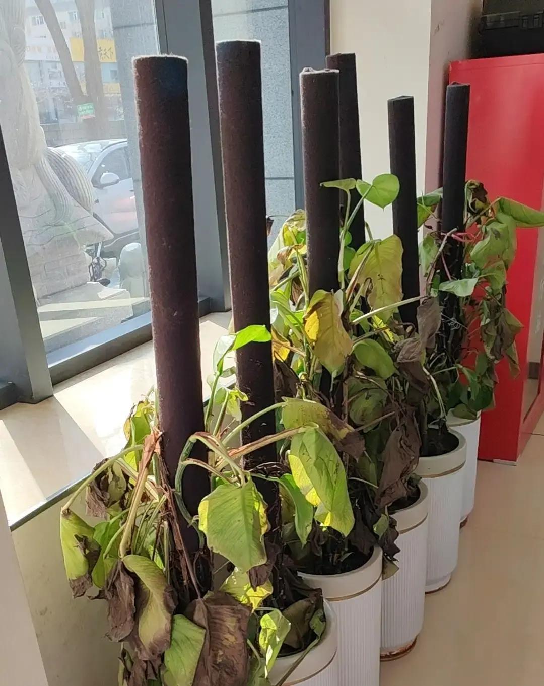 保洁阿姨被辞退后，又杀回了公司。直奔副总办公室。她想不通，觉得自己是得罪人