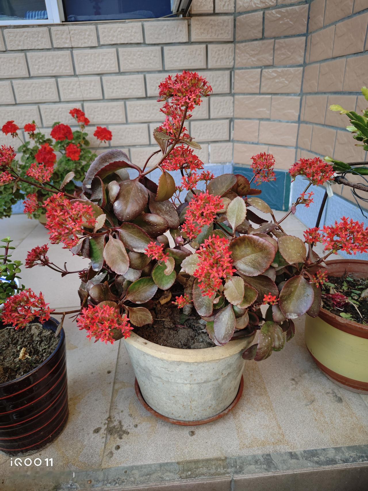 大叶凤尾长寿花，属于长寿花中的扛把子，虽然是单瓣的，但是开花的时候红彤彤的，特别