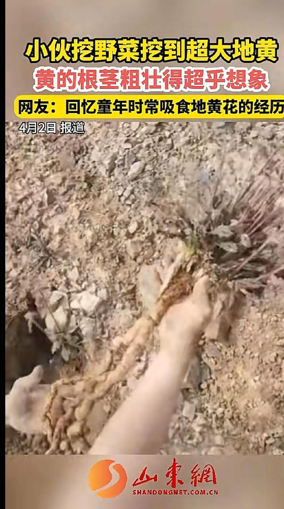 活久见！重庆大哥上山挖野菜，竟挖出个“巨无霸”地黄！本来只想挖点蒲公英、荠
