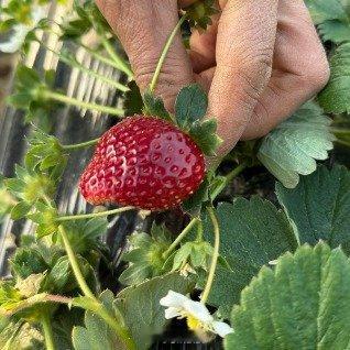 10元一斤草莓和300元一斤草莓区别请原谅我是个土货我一直以为丹东99草莓就是最