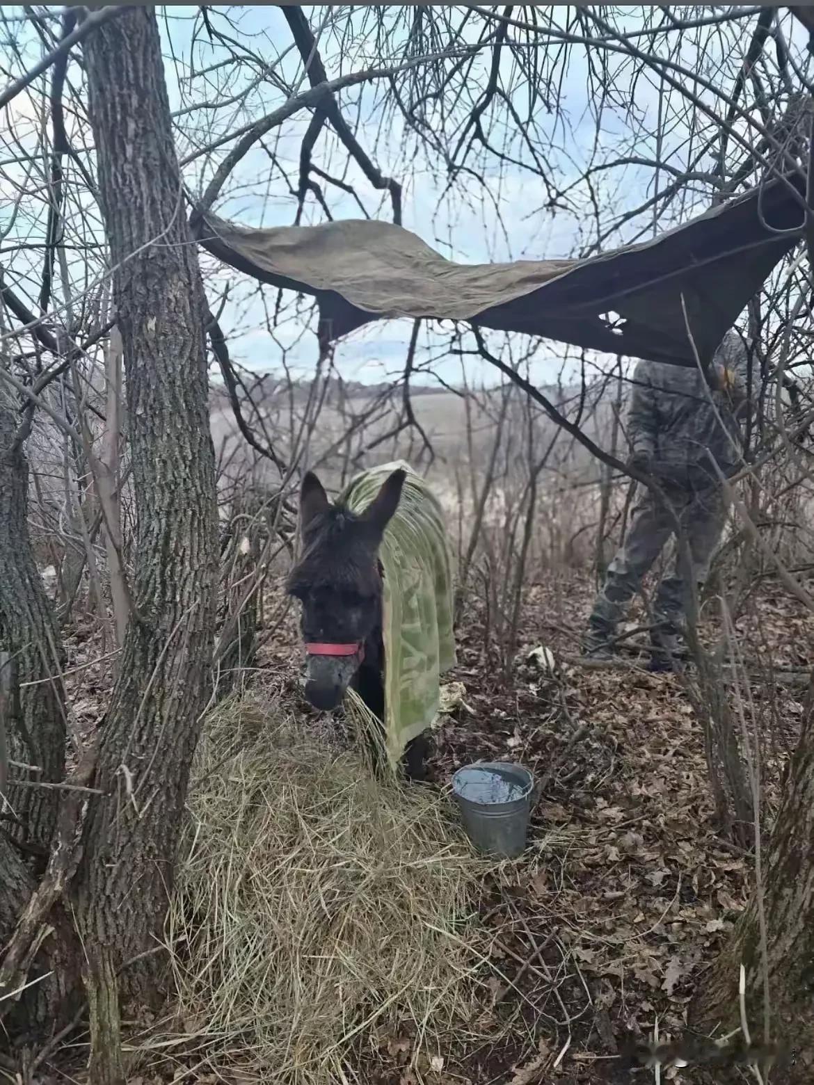 看到这一幕，总有一种辛酸的感觉。现在乌克兰战争上，俄军竟然开始使用驴子、马儿