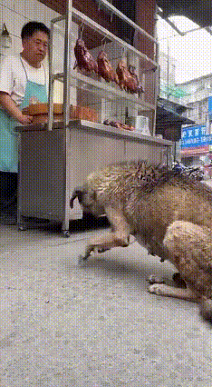 看哭了！骨瘦如柴的狗妈妈为崽讨食被嫌，谁懂它的无奈啊这个视频真的心里揪得慌