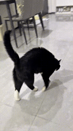 都说猫咪的胡子是测量距离，感知方向用的。没有了胡子，猫就不会走路了。走路是用腿，