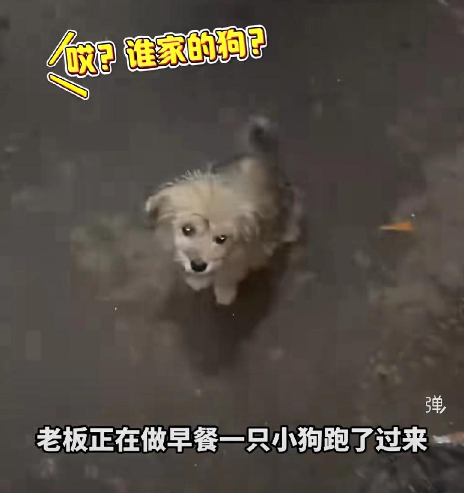 太感动了！老板上一秒：“我滴妈，我不能再养狗了！”下一秒：“你叫包子，你叫油条，