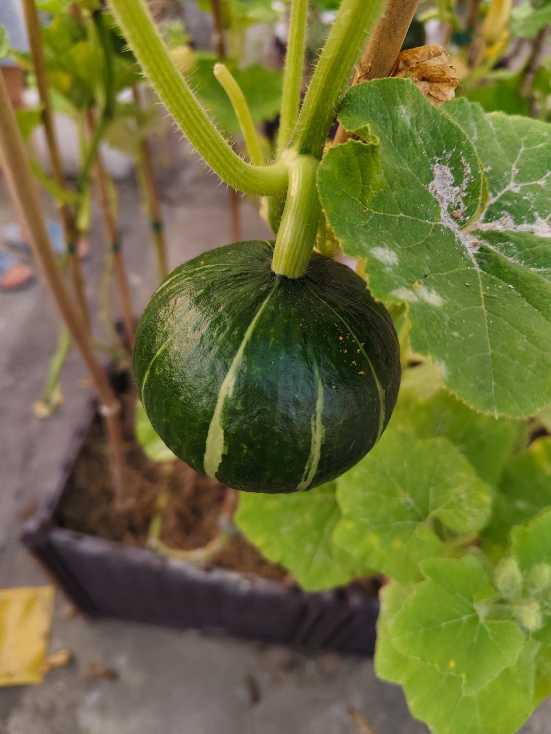 菜园子里的瓜果，除了中间那个西瓜之外，其他都可以收获吃几顿。不知道那个小西瓜今年