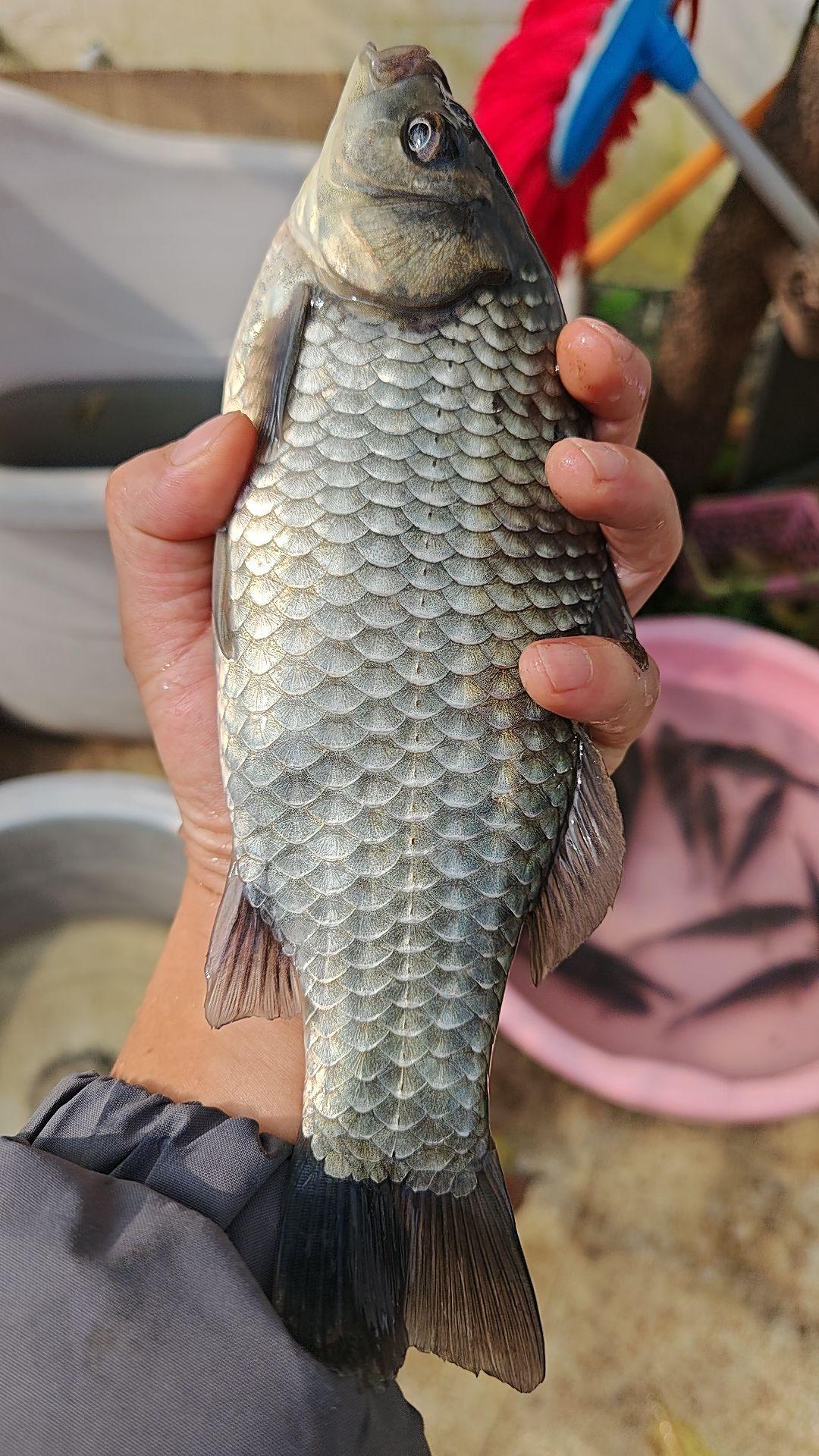 野钓大板鲫原创视频钓鱼那些事