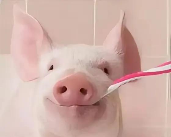 第一名：生肖猪