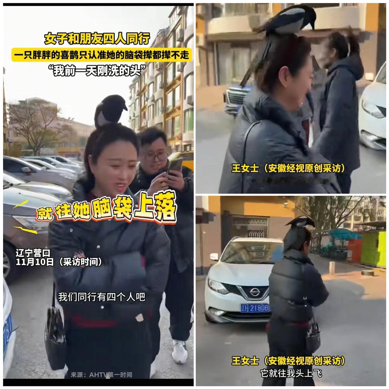 “喜鹊上头，是巧合还是天意？”辽宁营口这出“跨物种互动”大戏，可把网友们炸开