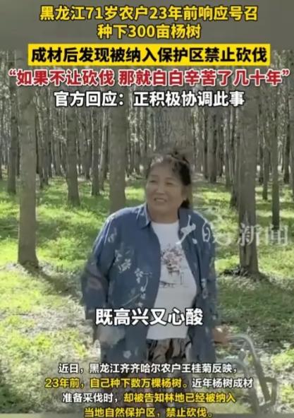 黑龙江一大妈2002年承包了360亩地，种了3万棵杨树，2024年树长到粗20到